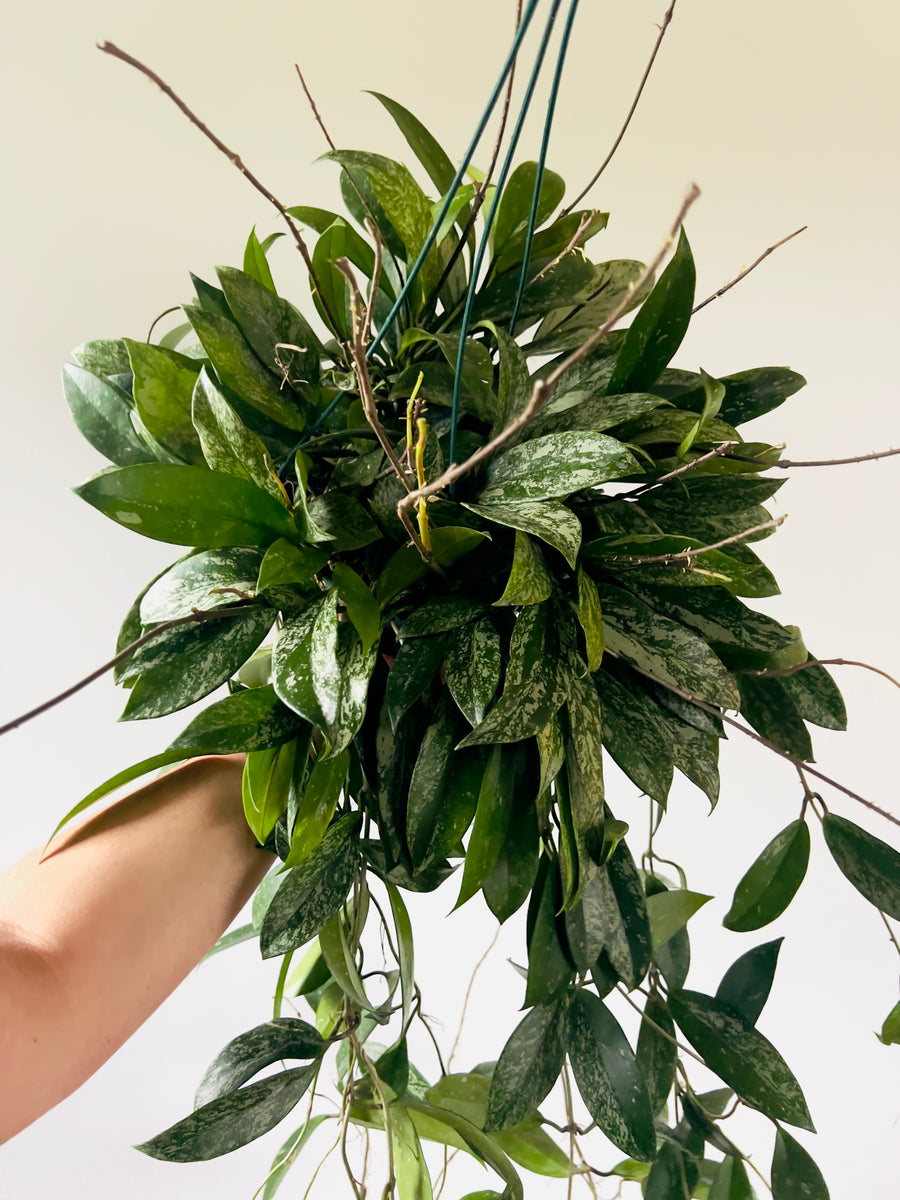 Hoya Pubicalyx - Full Heads & Beginning to Vine - Splashy Hoya - 8