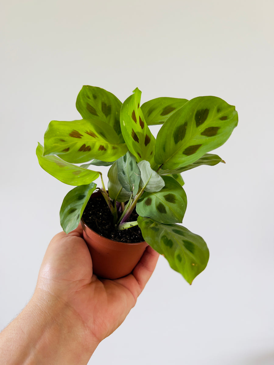 Maranta Leuconeura - Green & Black Prayer Plant - 3