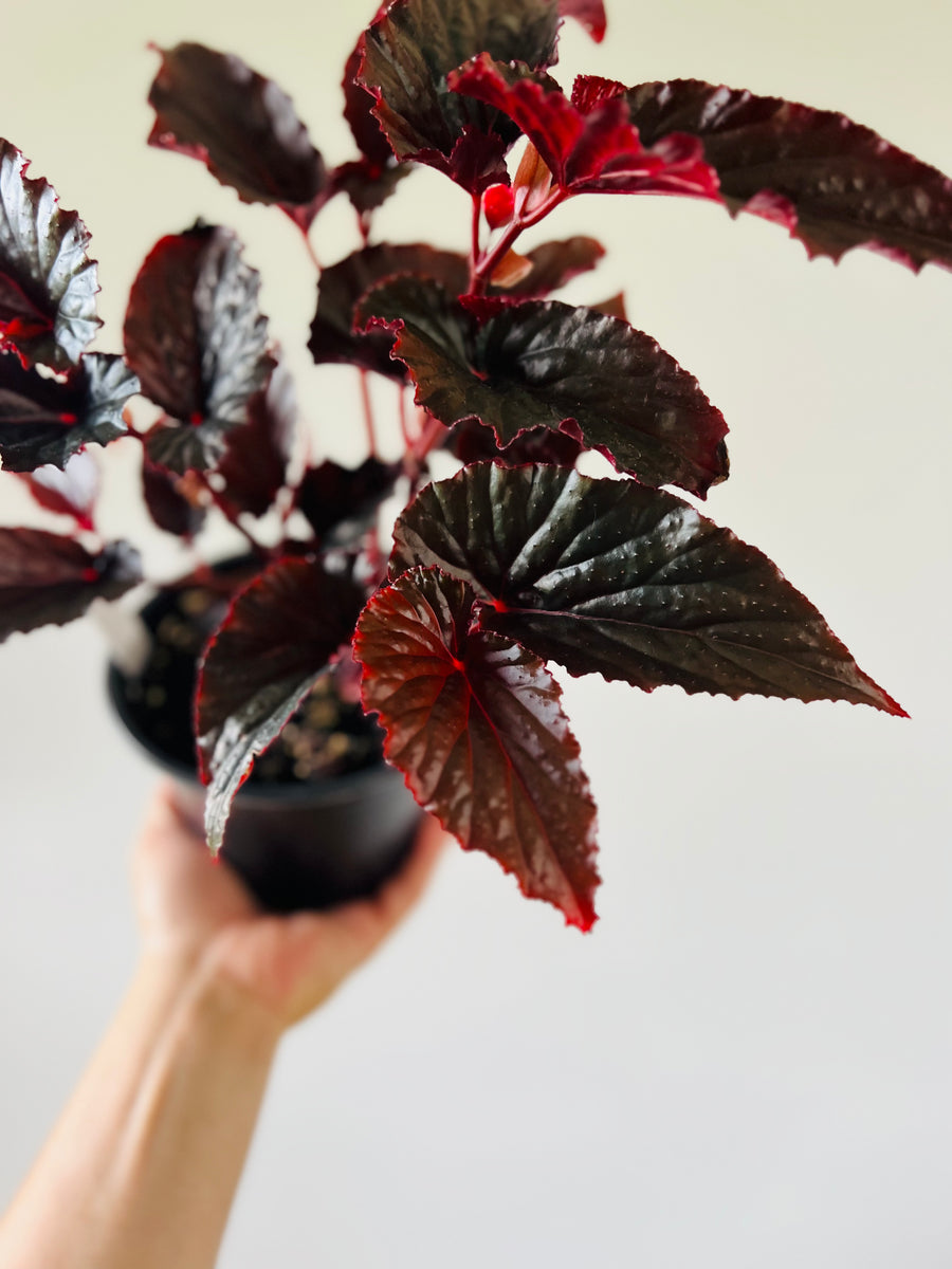 Begonia Black Angel - Black Plants - 6