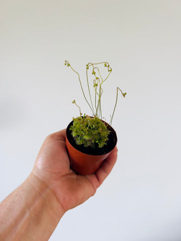 Carnivorous Sundew Plant - Drosera Spatulata