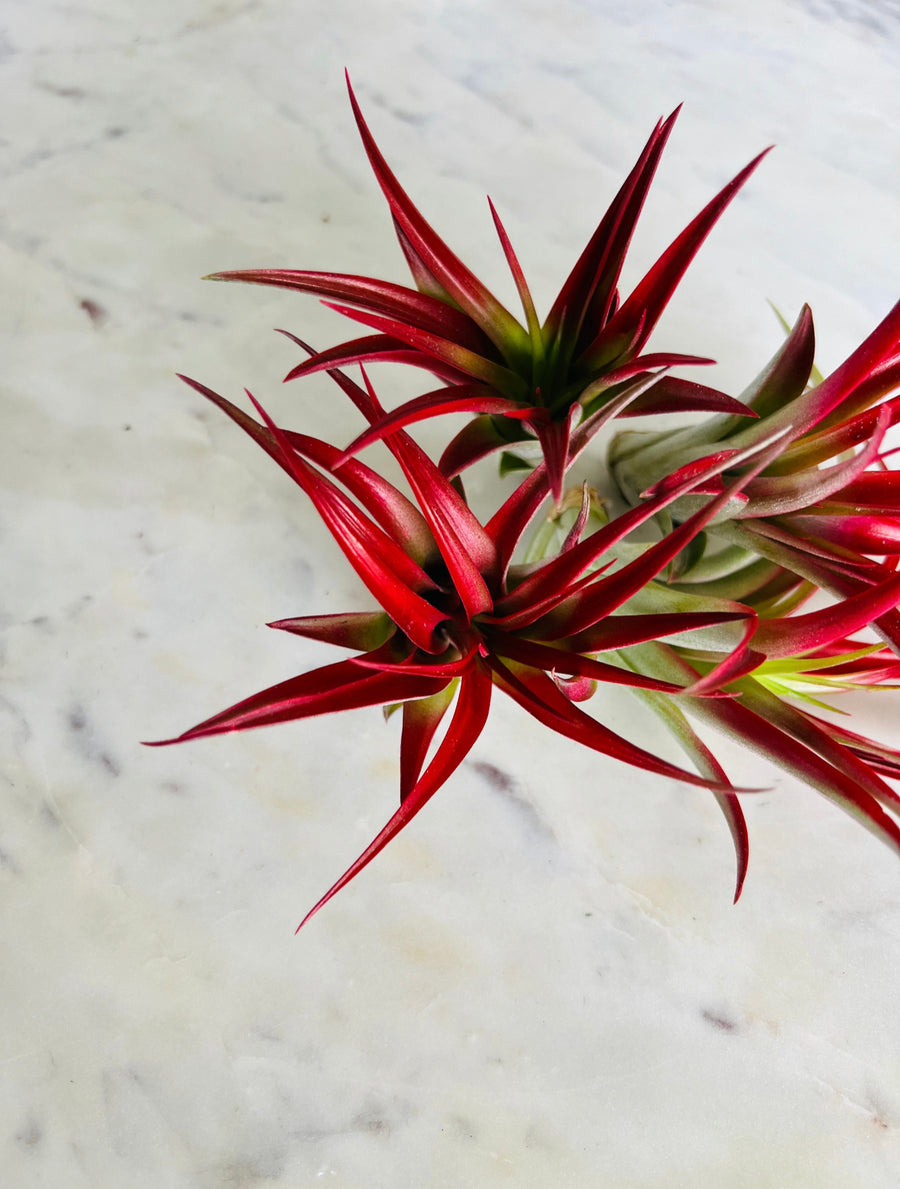 Blood Red Airplant - Tillandsia Collection
