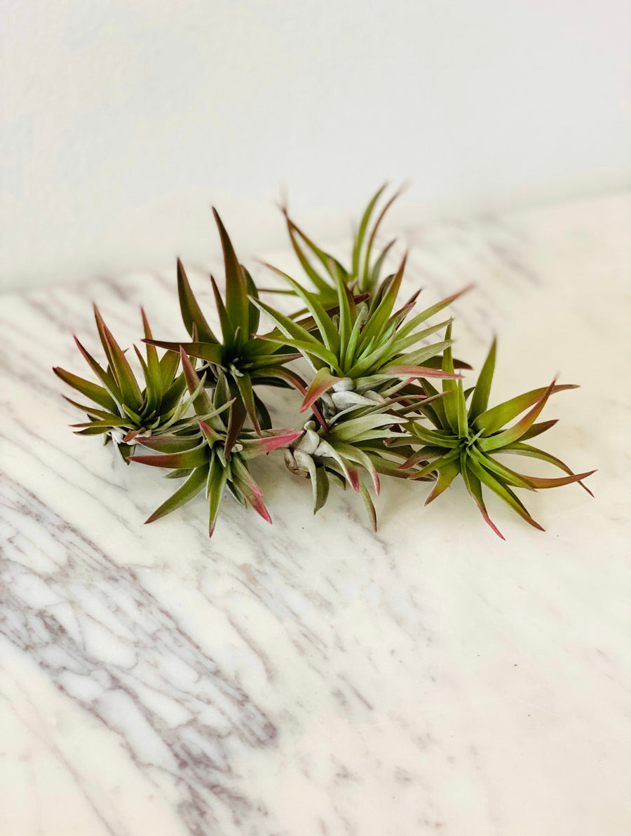 Burnt Umber Airplant - Tillandsia Collection