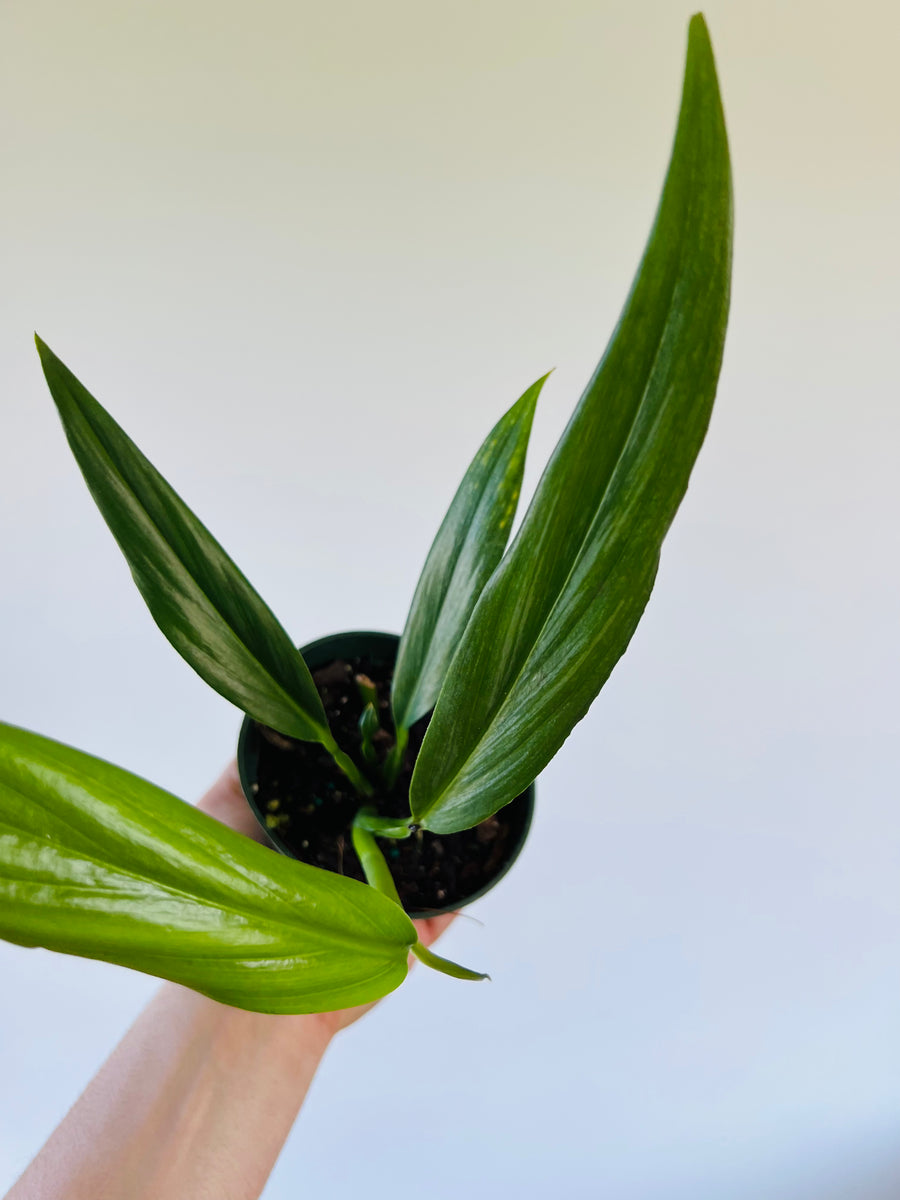 Epipremnum Amplissimum ‘Silver’ - 4
