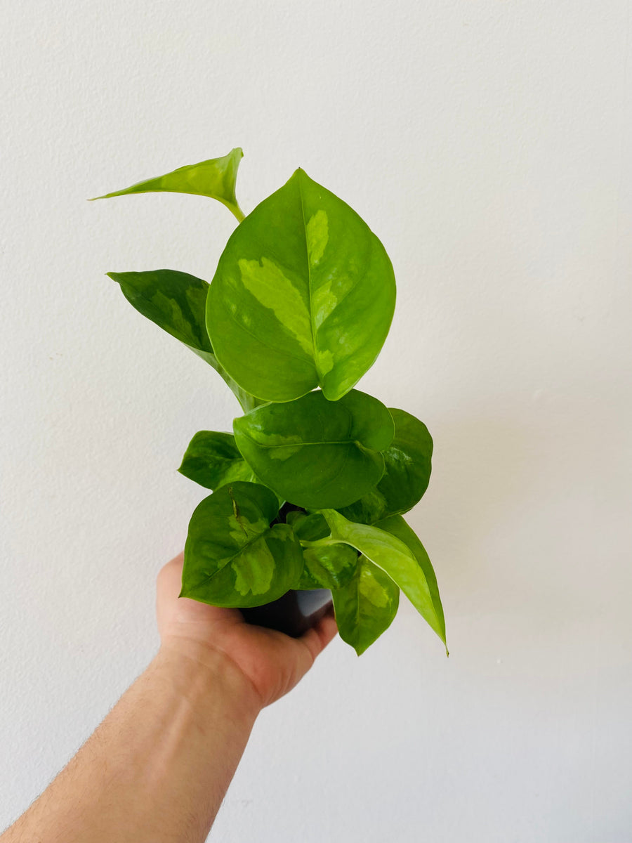 Pothos Global Green - Epipremnum Aureum ‘Global Green’ - 4