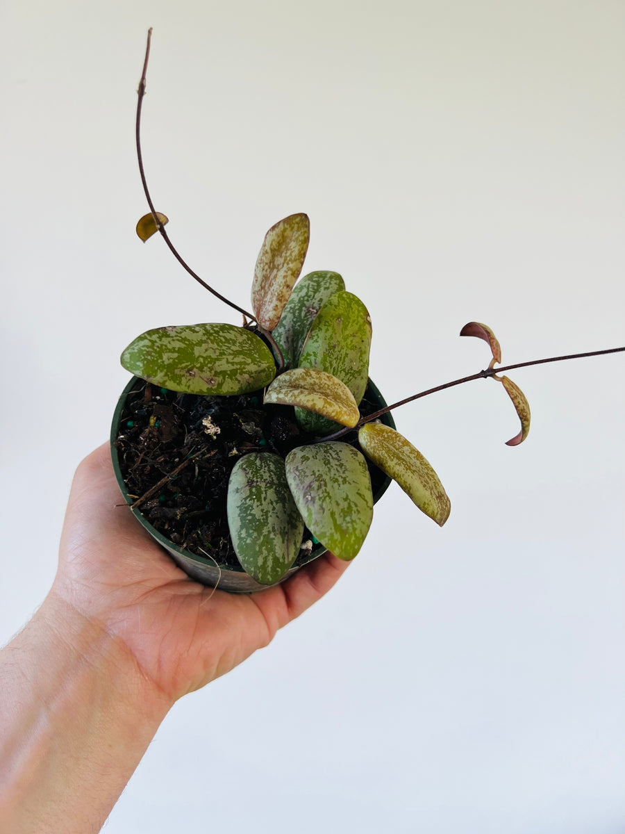 Hoya Sigillatis AH001 (sp. Borneo) - Splashy Hoya - 4