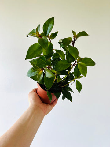 Tropicana Goldfish Plant - Nemanthus 'Tropicana' - 4