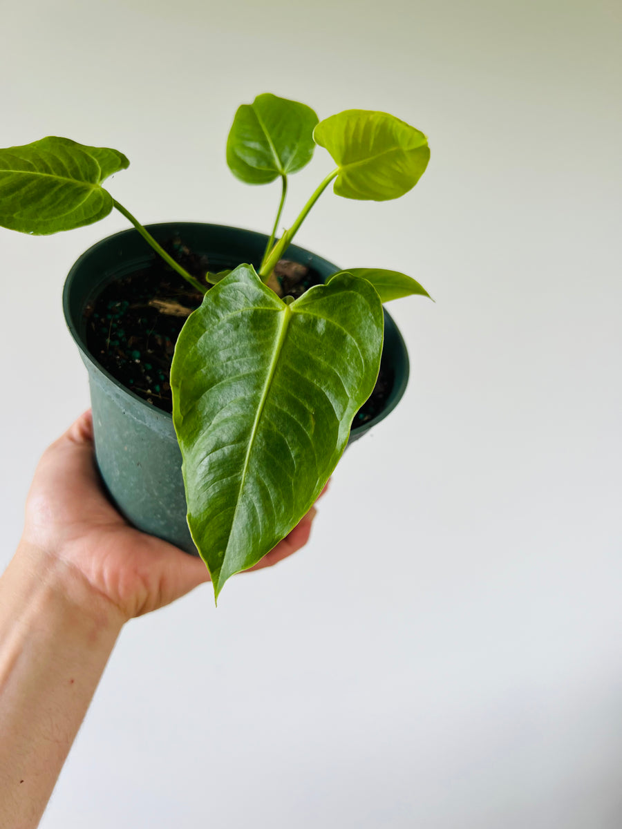 Anthurium Veitchii King - Rare Aroid - 6