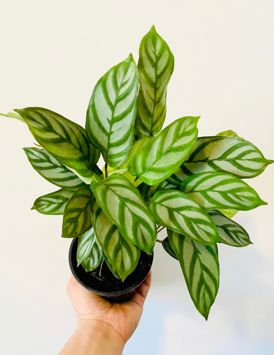 Calathea Silver Star - Peacock Calathea - 4