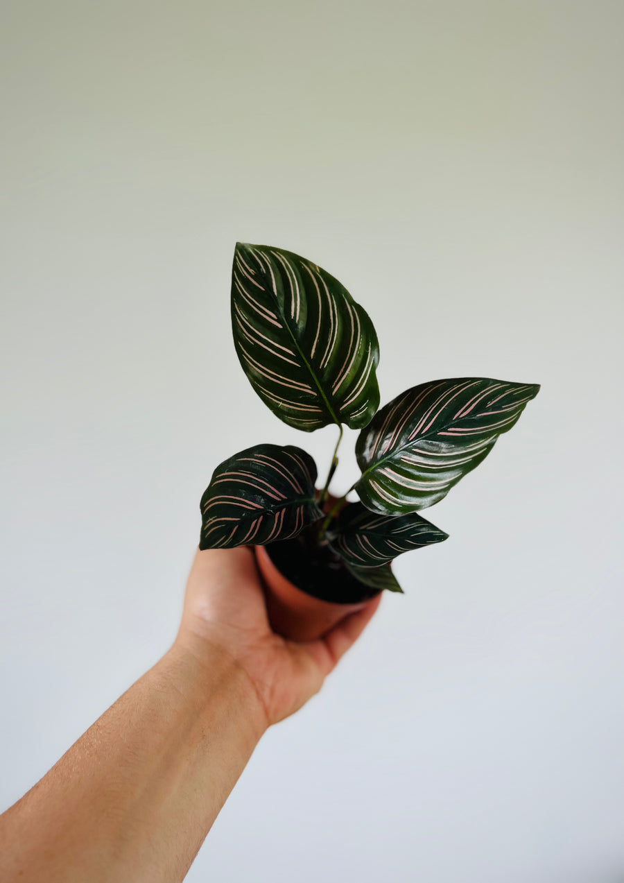 Calathea Ornata - Starter Plant Collection - 3