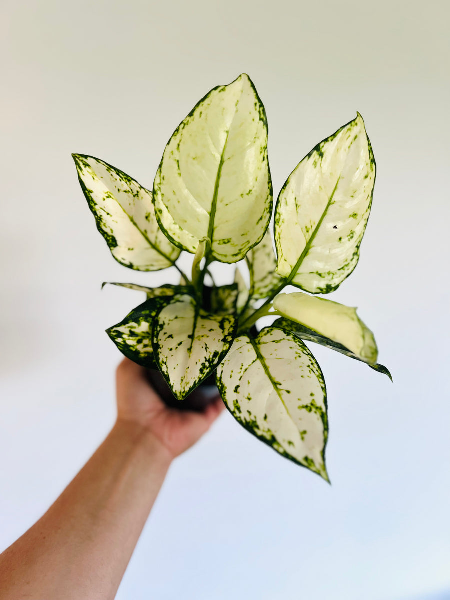 Aglaonema Super White - 4