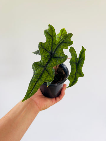 Alocasia Jacklyn - Rare Aroid - 4