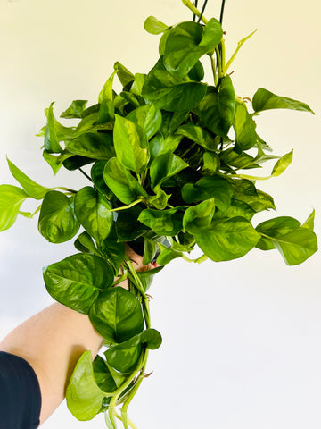 Pothos Global Green - Epipremnum Aureum ‘Global Green’ - Very Full & Trailing - 8