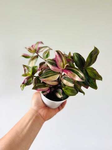 Multicolor Discolor Wandering Dude - Rare Tradescantia - 4