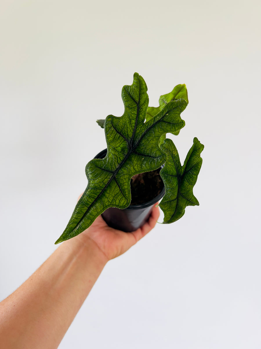 Alocasia Jacklyn - Rare Aroid - 4