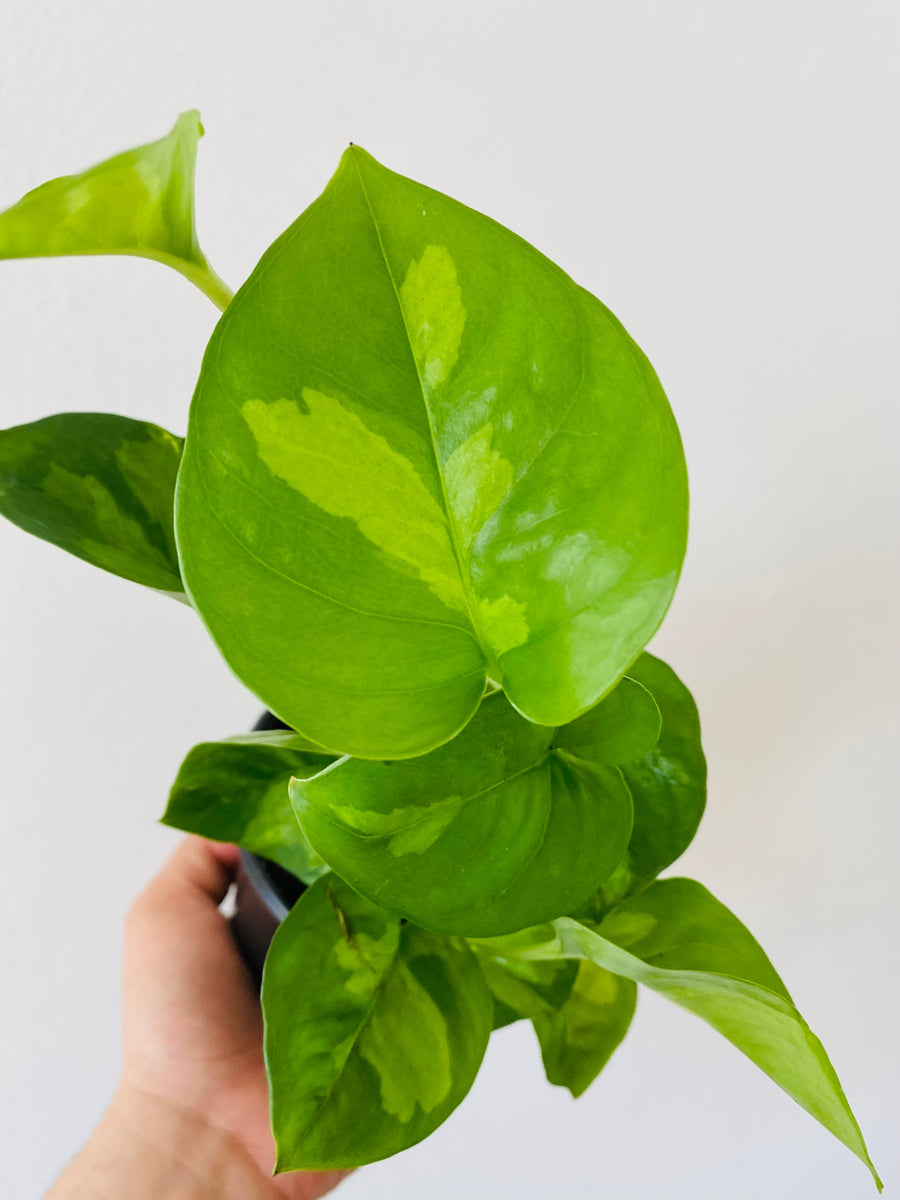 Pothos Global Green - Epipremnum Aureum ‘Global Green’ - 4