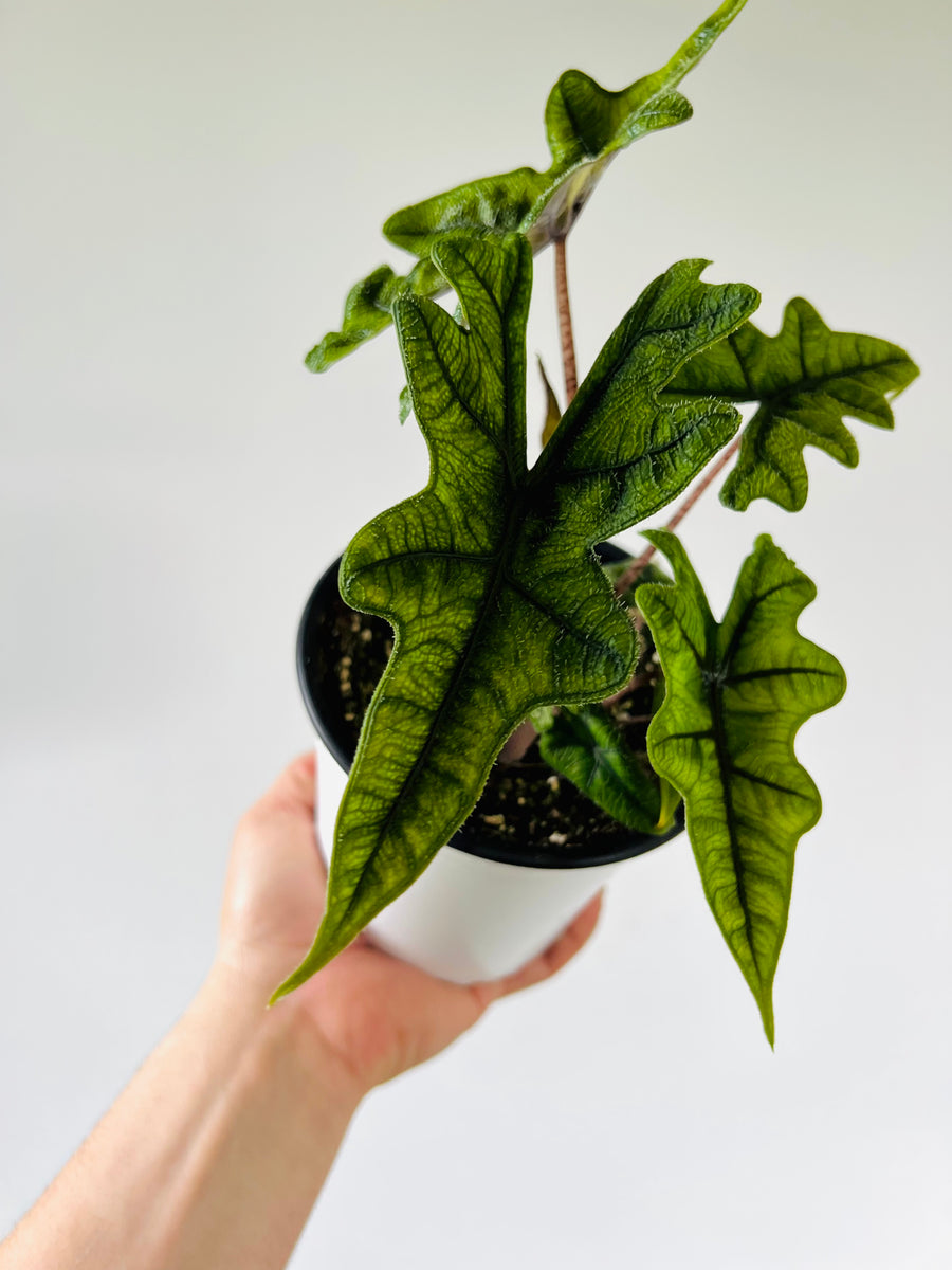 Alocasia Jacklyn - Rare Aroid - 6