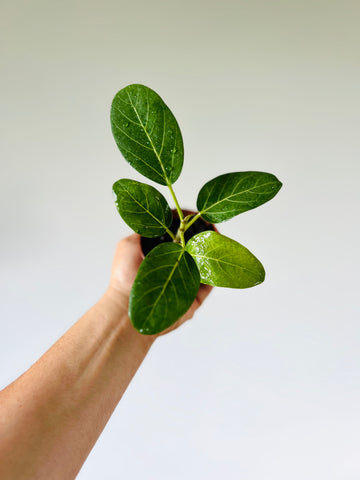 Ficus Audrey - 3