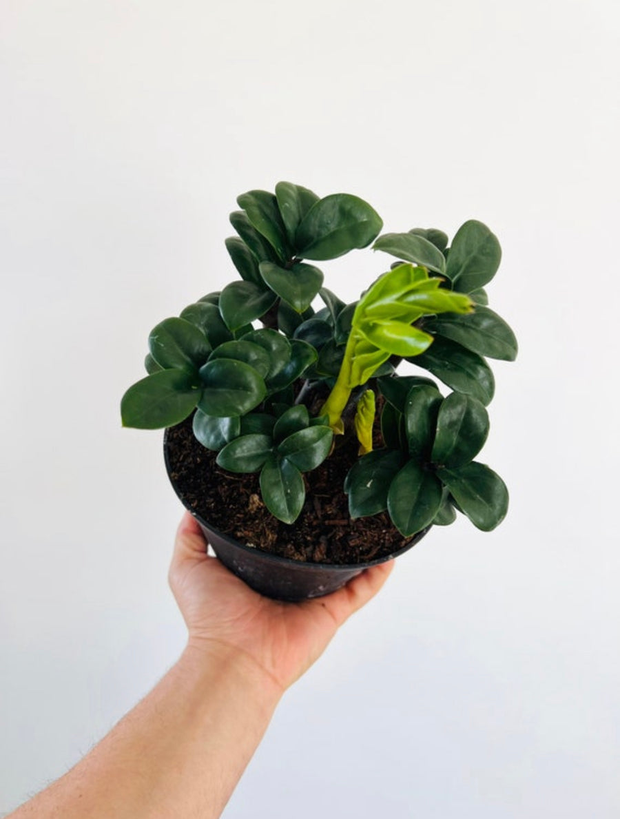 ZZ Zenzi - Dwarf ZZ Plant - 6