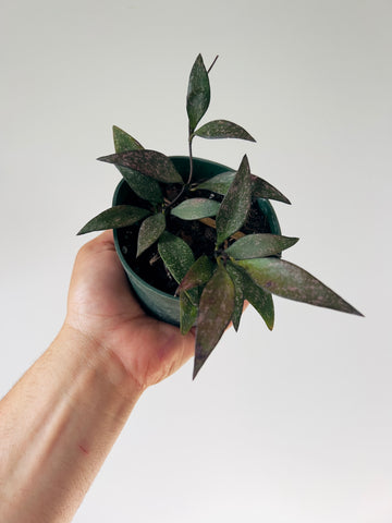Hoya Parvifolia Splash - Sunstressed Hoya - 4