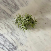 Space Dust Airplant - Tillandsia Collection