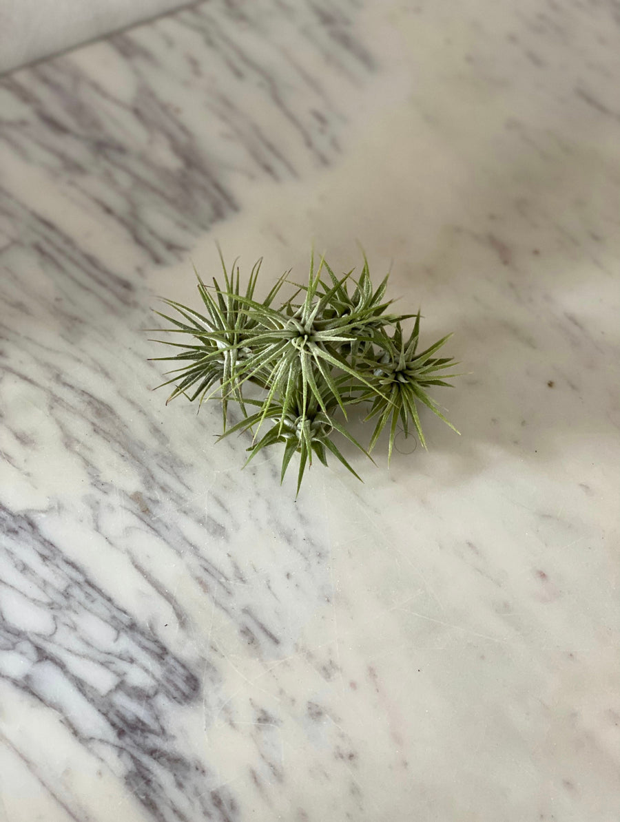 Space Dust Airplant - Tillandsia Collection