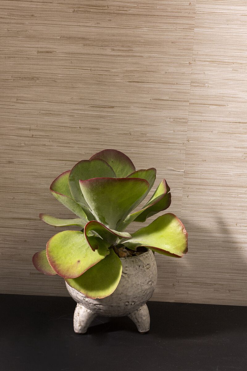 Bristlefoot Planter