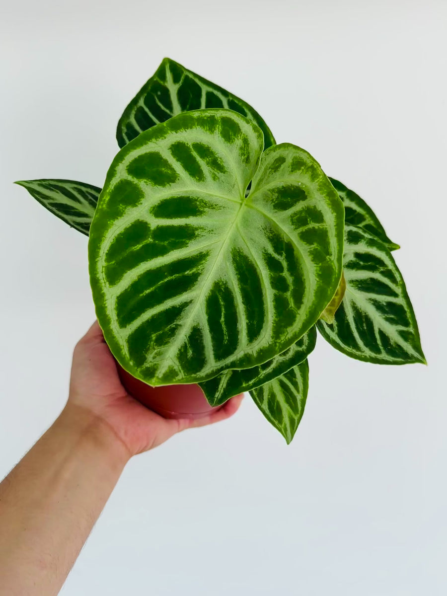 Anthurium Silver Blush - Very Large - 5” Pot