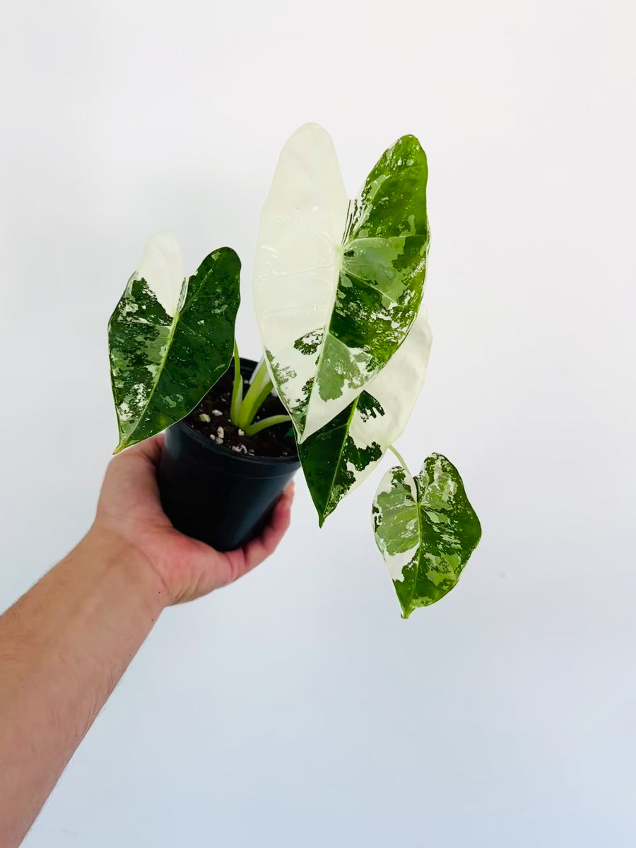 Alocasia Frydek Albo Variegated - 4