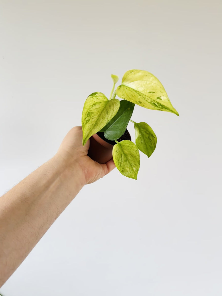 Pothos Himiko - Terunoworld Pothos - Japanese Pothos - High Variegation - 3” Pot - LIMIT: One Per Customer