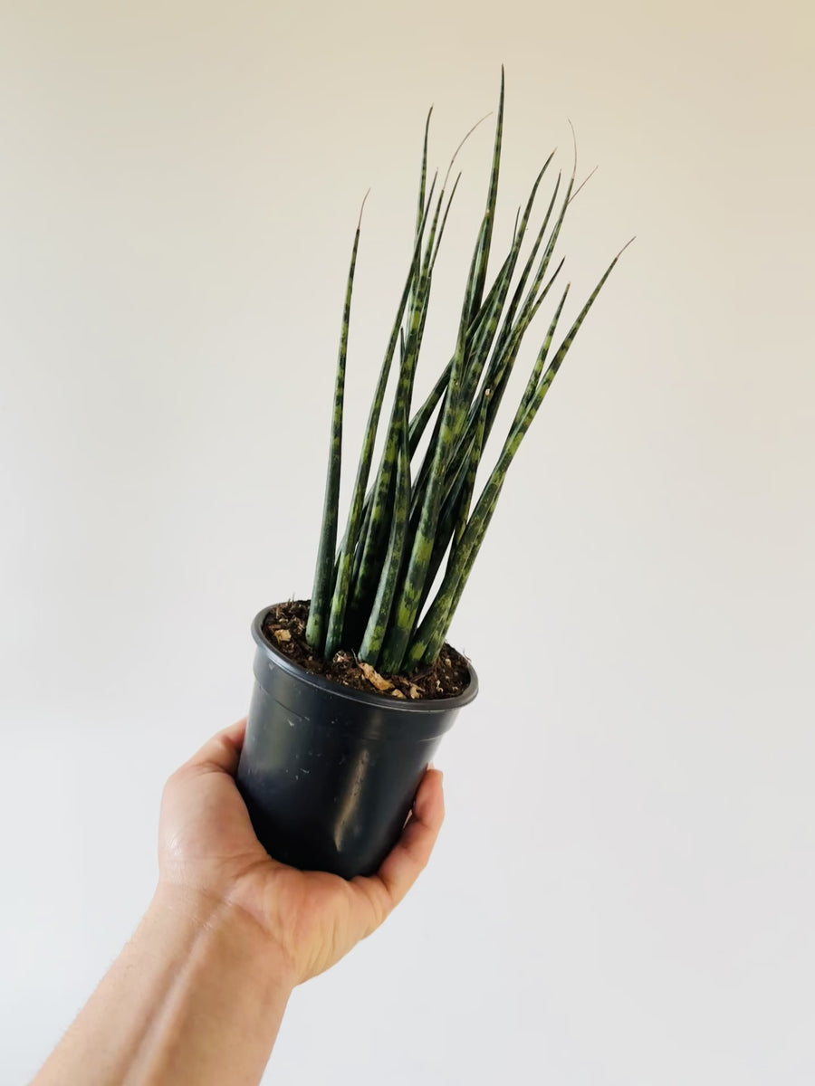 Medusa Sansevieria - Fernwood Snake Plant - 4