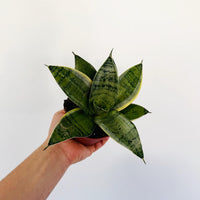 silver frost sansevieria Sansevieria Silver Frost