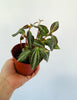 Peperomia Trinervis - 4