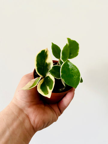 Hoya Carnosa 'Krimson Queen' - 3