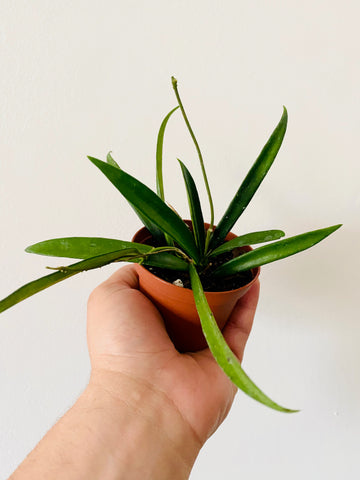 Hoya Shepardii - 3
