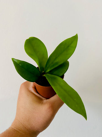 Hoya Jade - 2