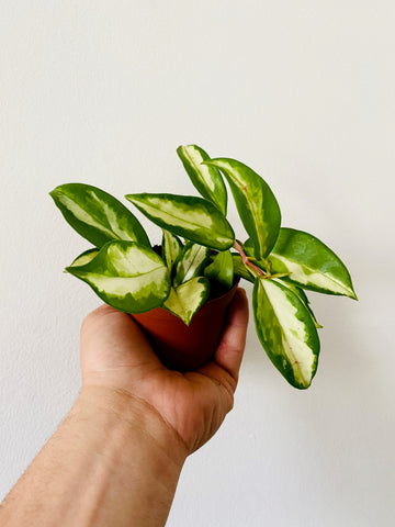 Hoya Carnosa 'Krimson Princess' - 3