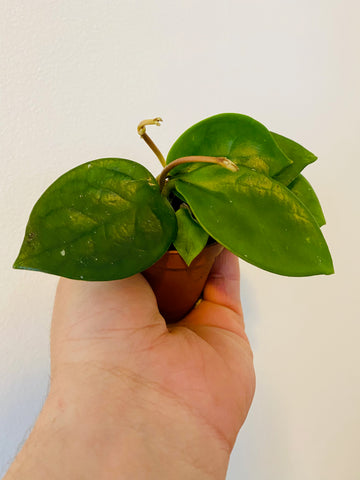 Hoya Carnosa 'Chelsea' - 2