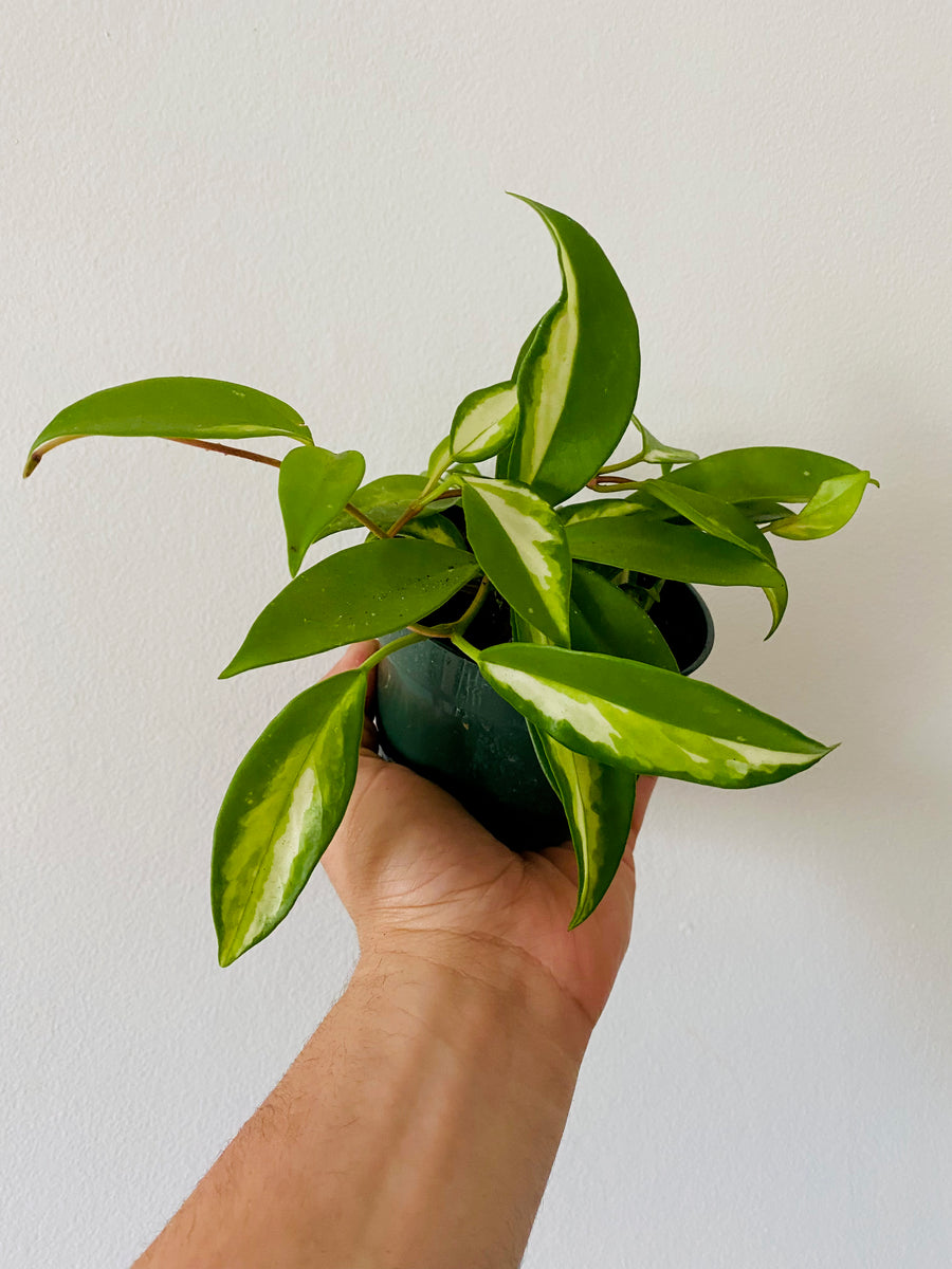 Hoya Carnosa 'Krimson Princess' - 4