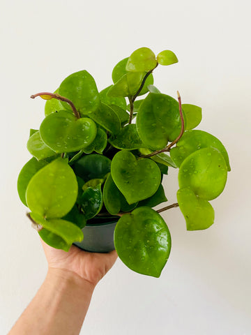 Hoya Carnosa 'Chelsea' - 6