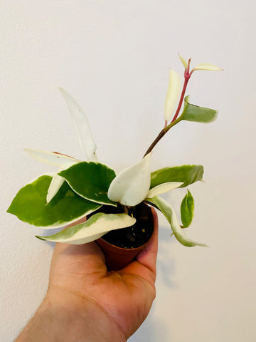 Hoya Carnosa 'Krimson Queen' - 2