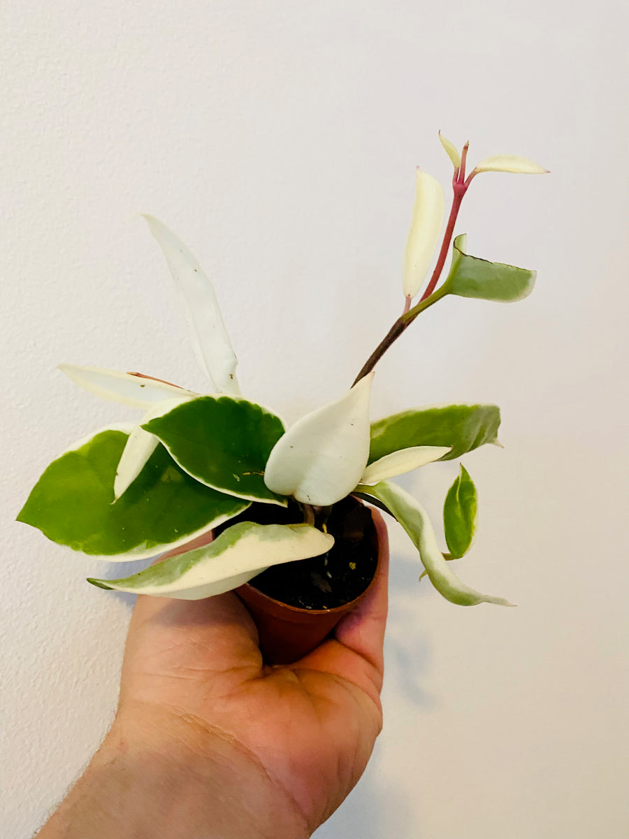 Hoya Carnosa 'Krimson Queen' - 2