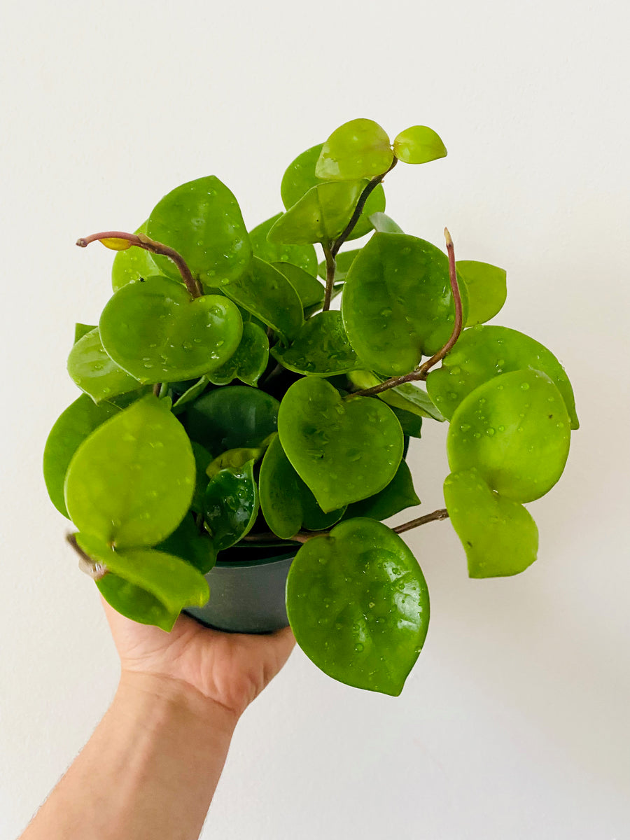 Hoya Carnosa 'Chelsea' - 6