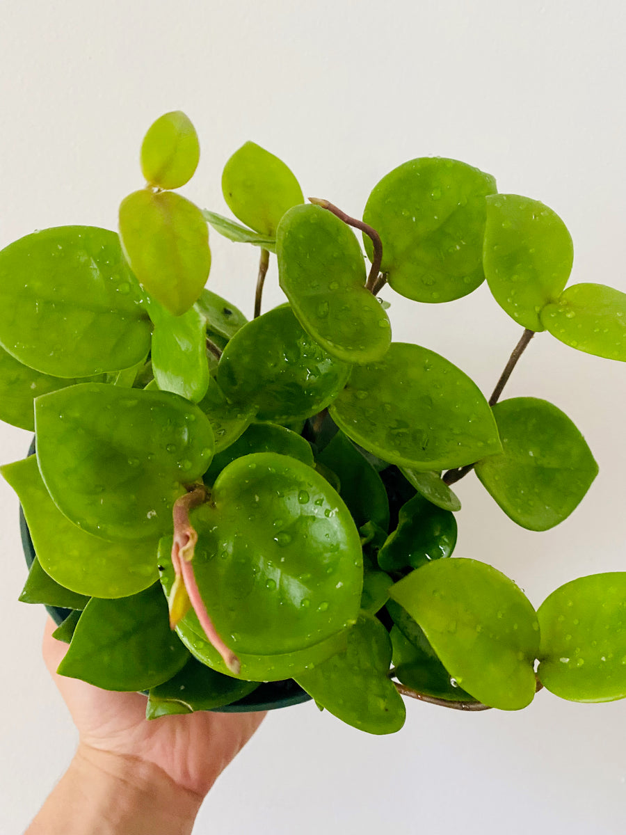 Hoya Carnosa 'Chelsea' - 6