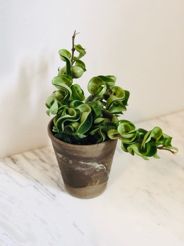 Hoya Carnosa 'Compacta' - Full & Trailing - 4