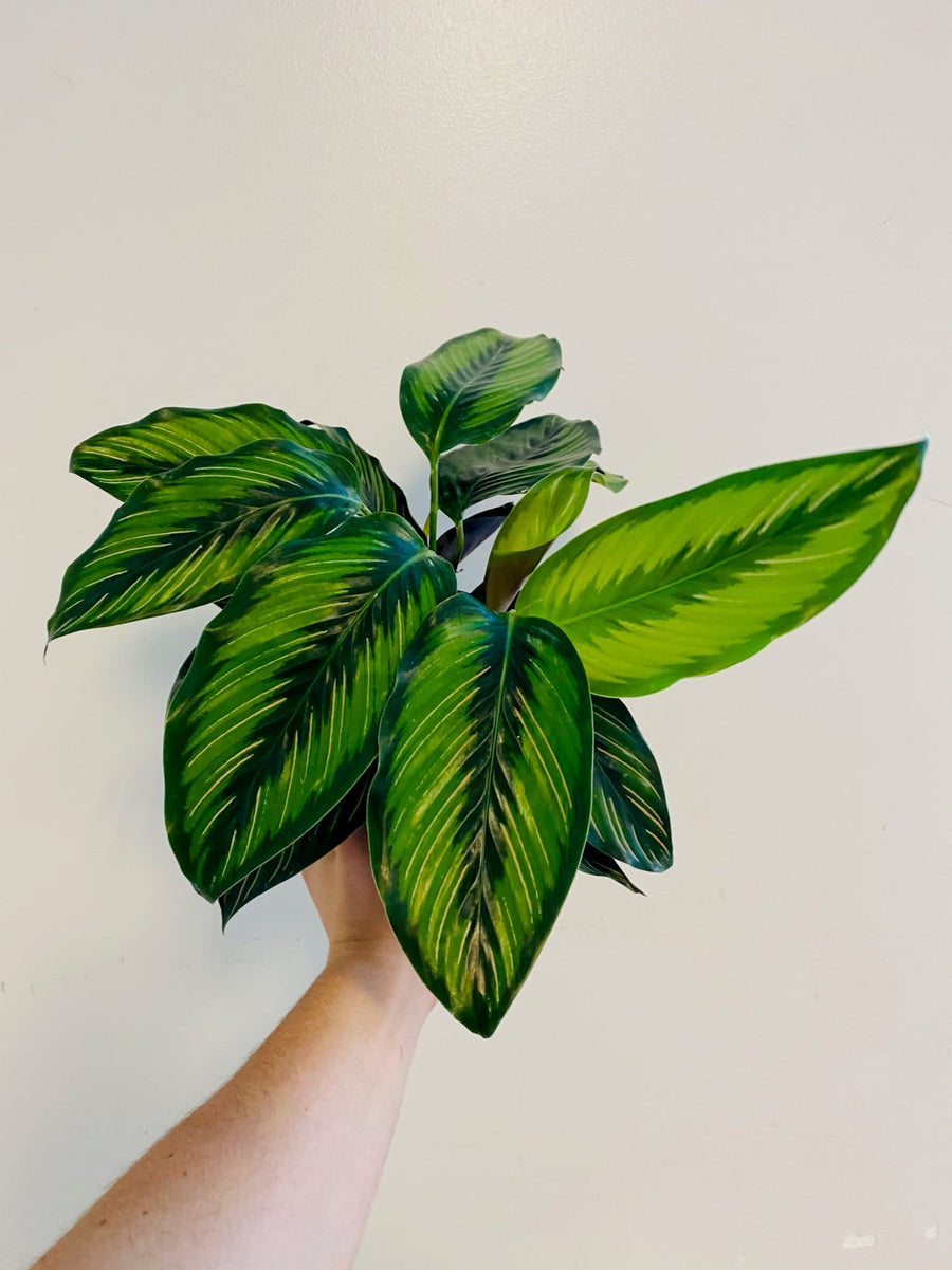 Calathea 'Beauty Star' - 6