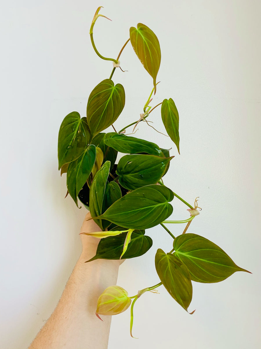 philodendron micans price Philodendron 'Micans' 4in