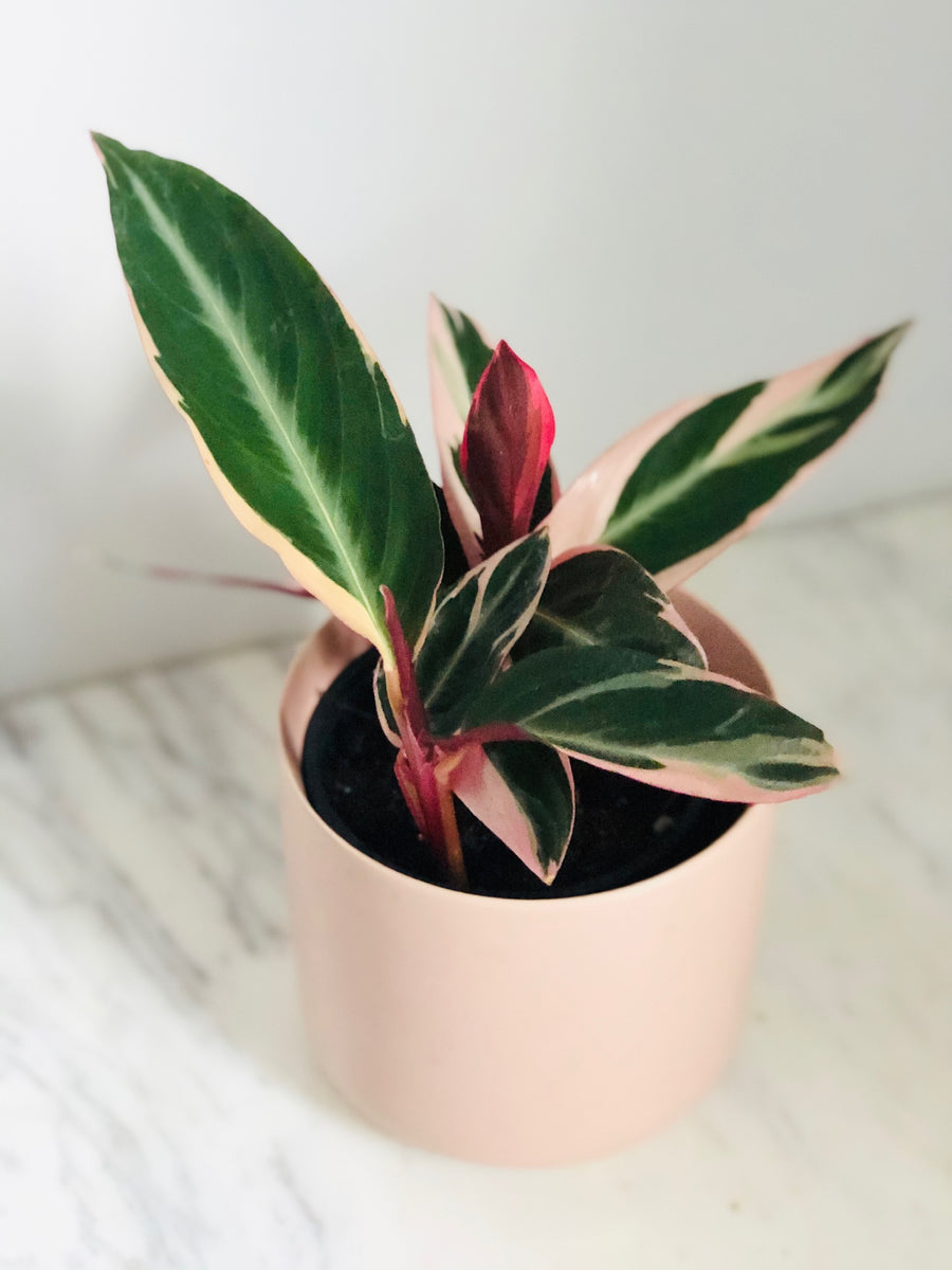 Modern Matte Pot in Pink - 4.75