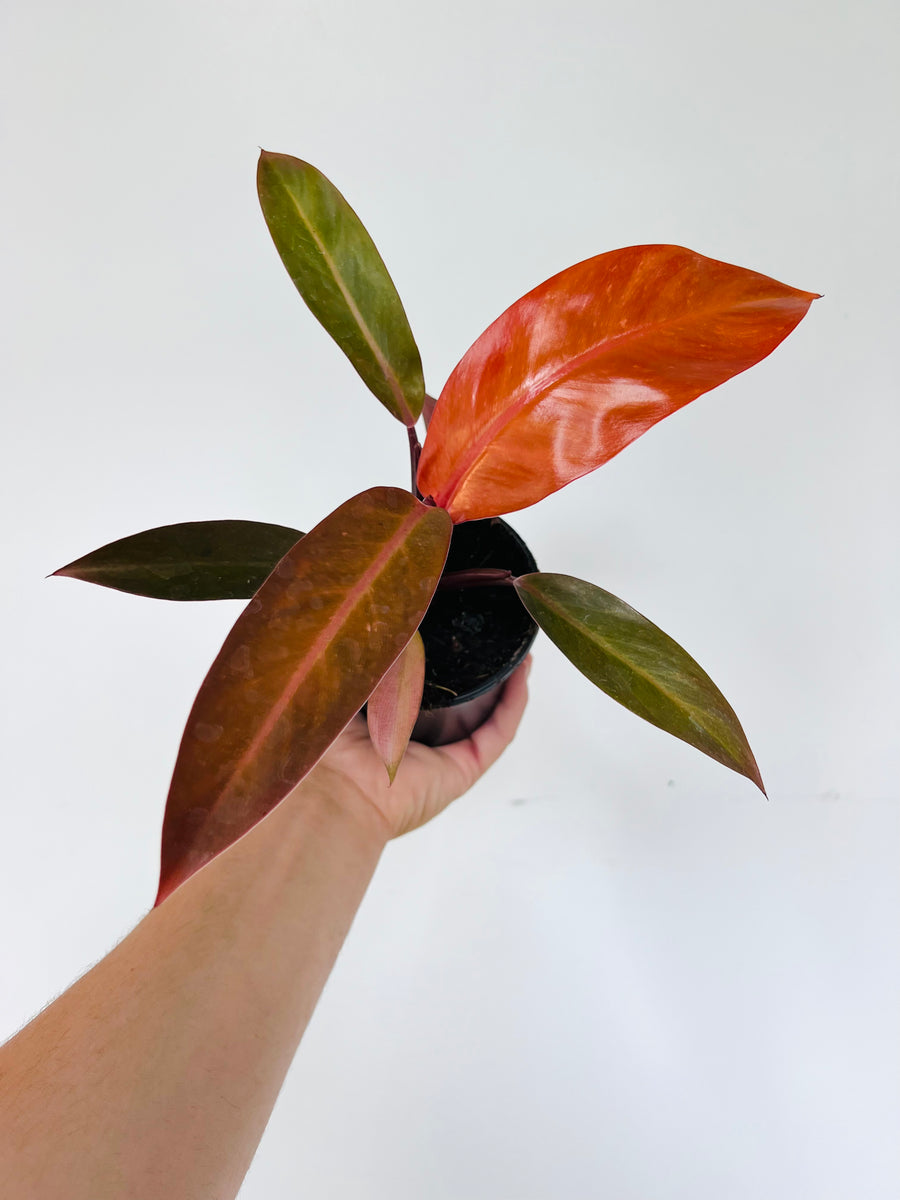 Philodendron Cathaline - New Cultivar - 4
