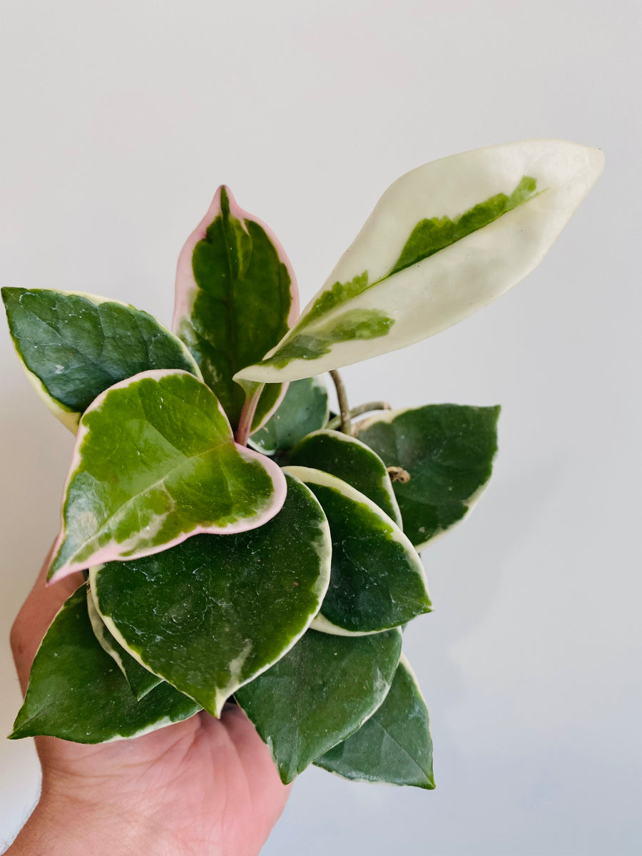 Hoya Carnosa 'Krimson Queen' - 4