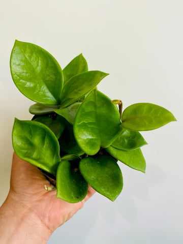Hoya Carnosa 'Chelsea' - 4